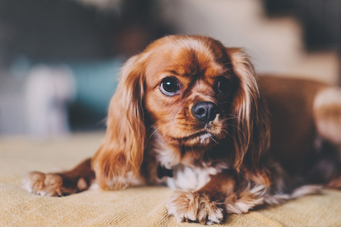 Why Hire A Professional Pet Sitter – My Personal Nightmare