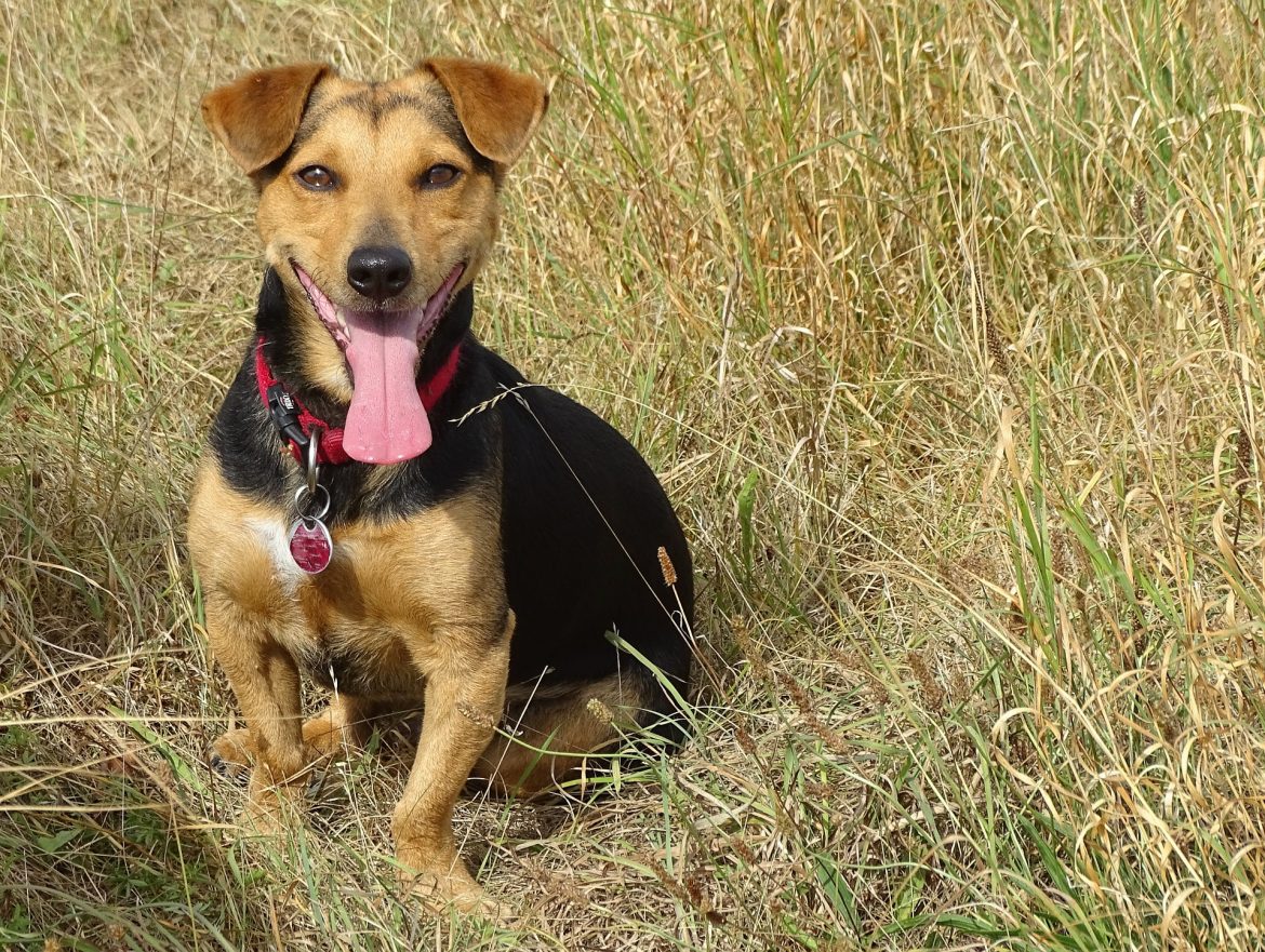 Benefits of daily Dog Walking