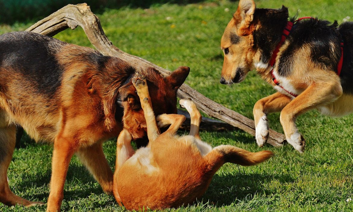 Socializing: It’s Not Just About Other Dogs