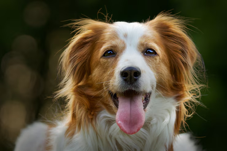 selective-focus-shot-adorable-kooikerhondje-dog_181624-37636
