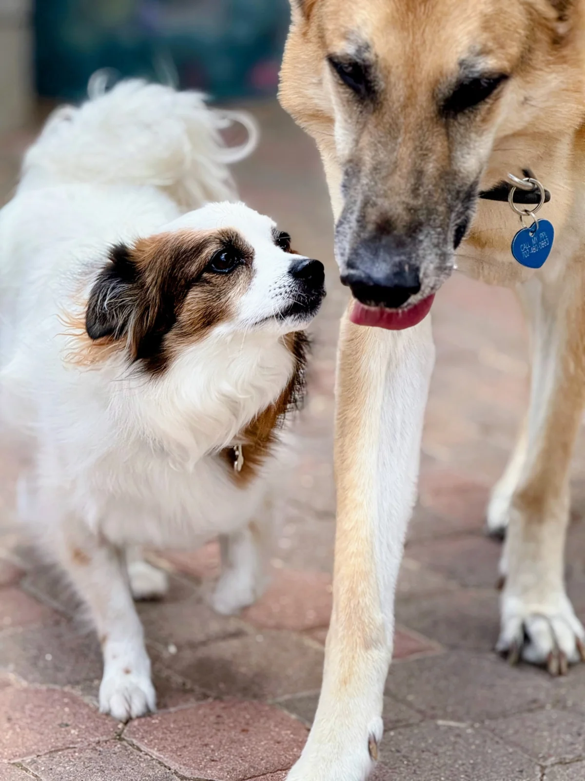 Bandit and Max