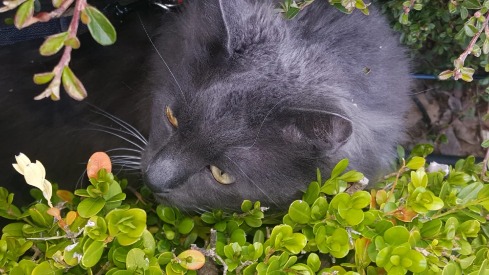 Raffi exploring