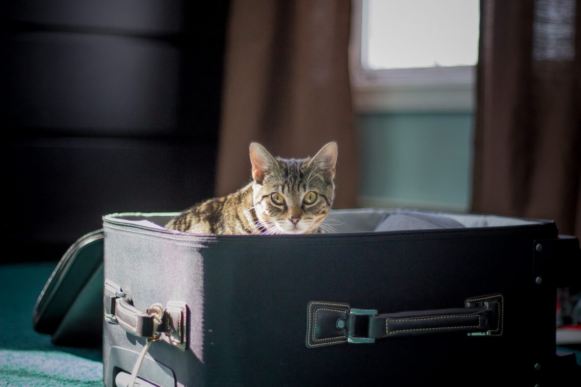 Every other day pet sitting ~ A bad idea